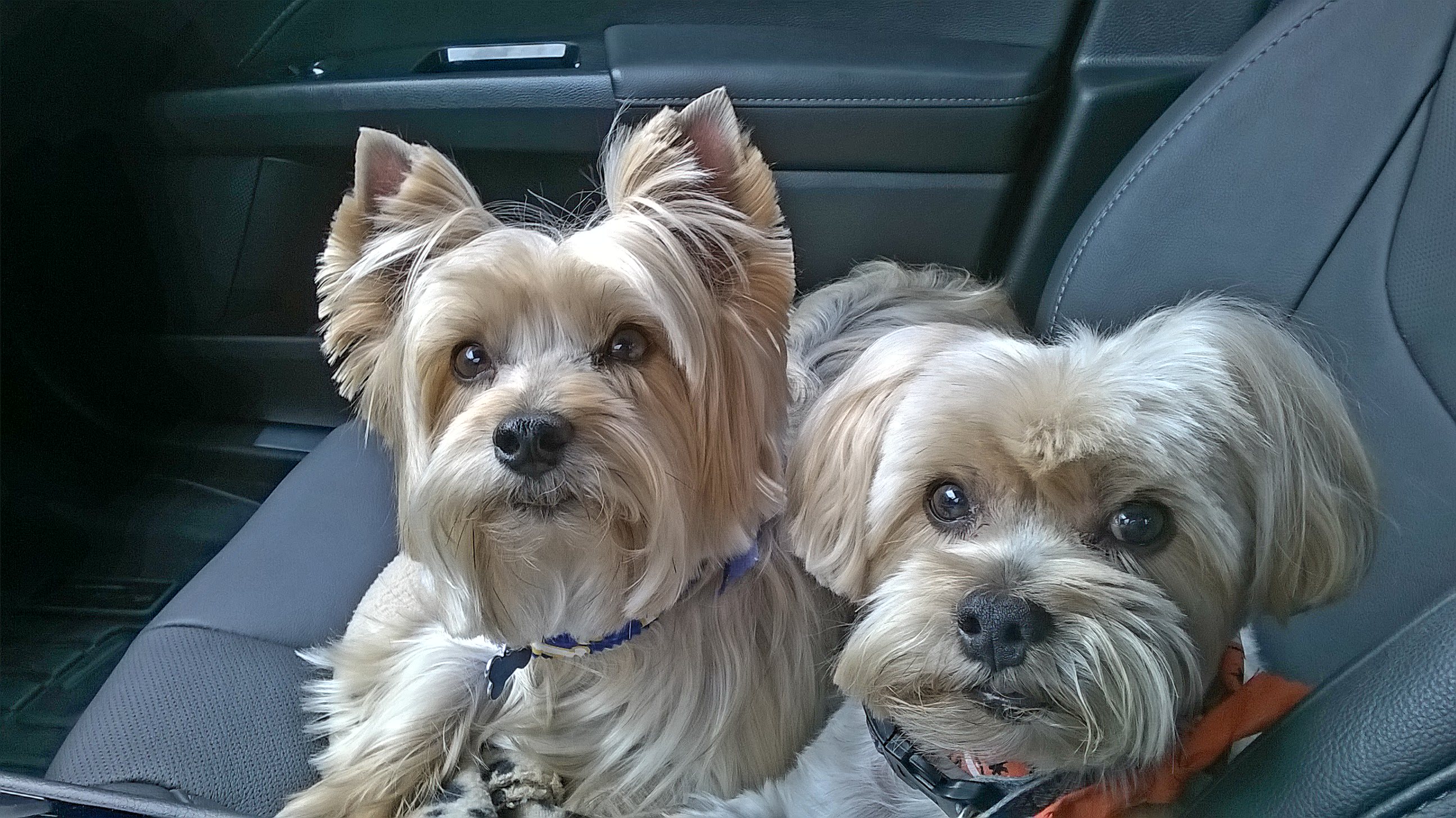 2yorkies