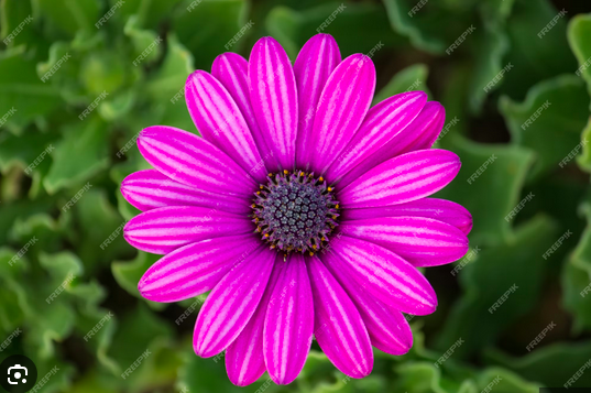 marquesa